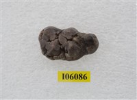 藏品(豬齒)的圖片